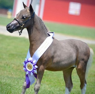 Joy weanling W.jpg